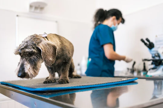 Curso de auxiliar de veterinário presencial na Baixada Fluminense